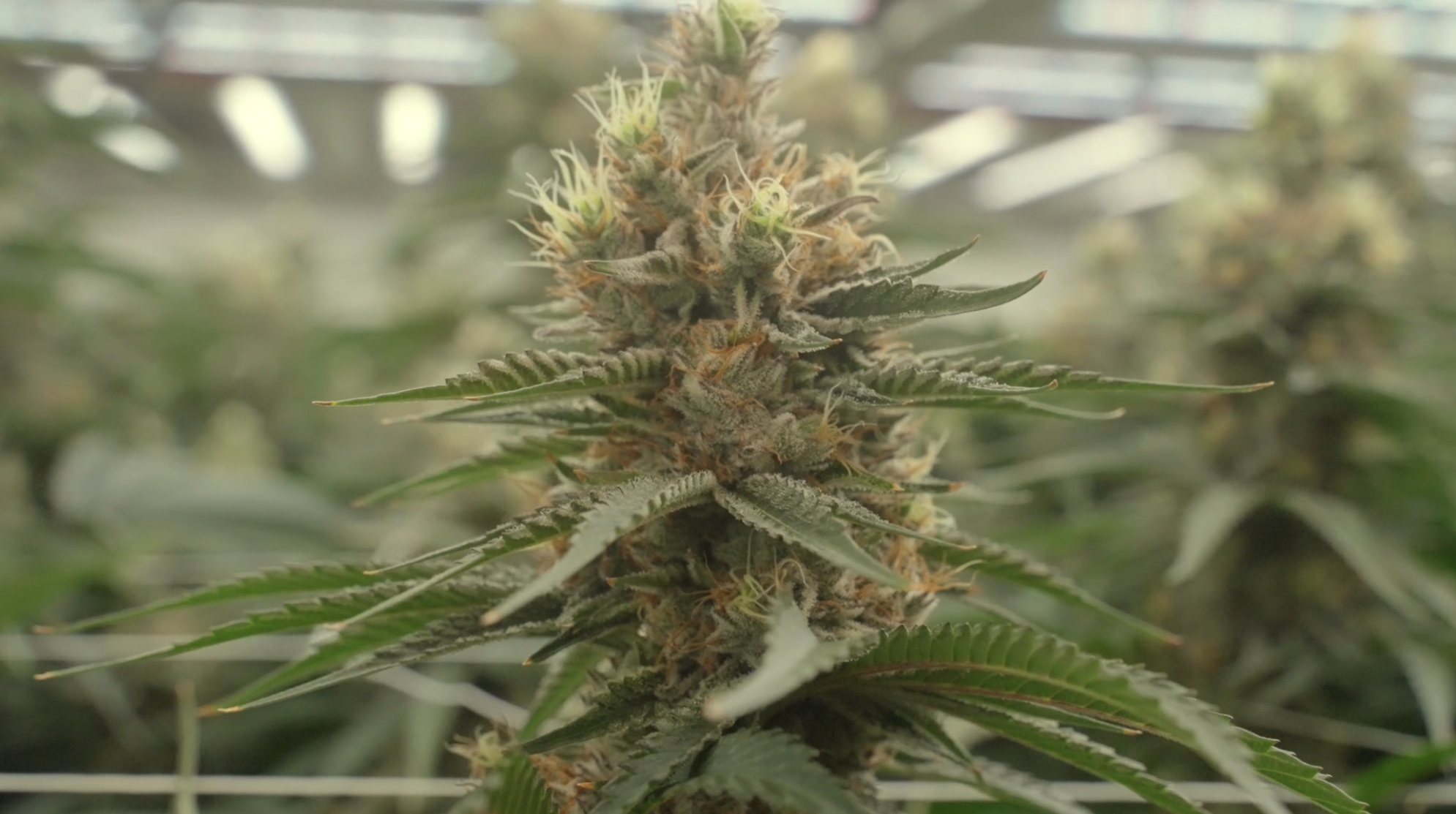 Screenshot 2025-11-18 at 3.20.40 PM